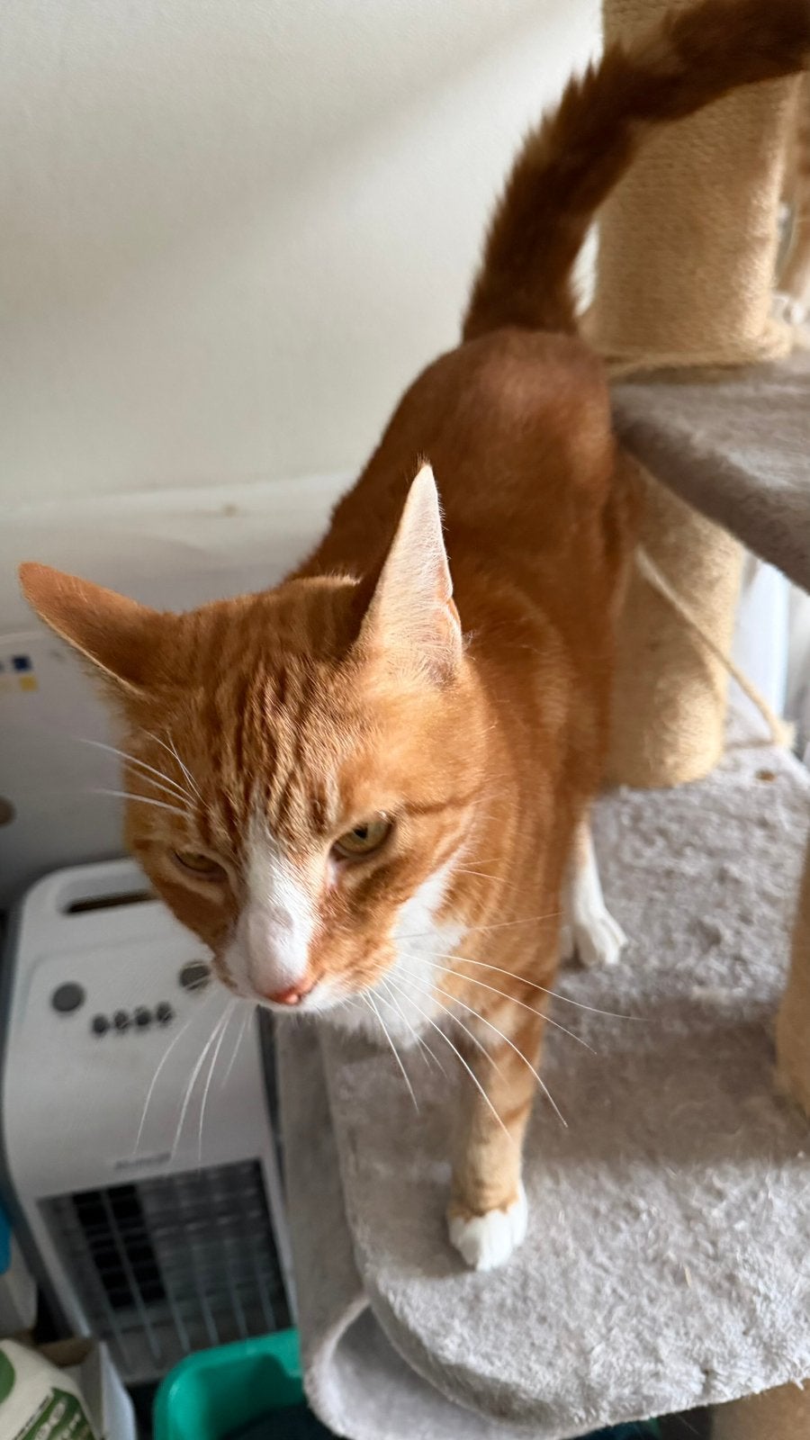 Twee rode katers, Kater, 6 jaar of ouder