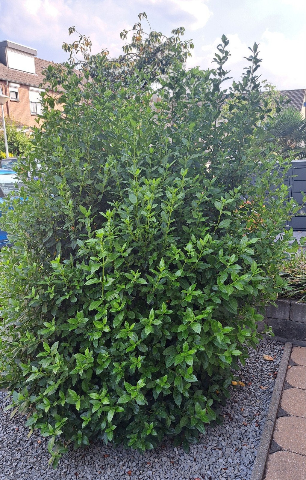 🌳 VIBURNUM TINUS WINTERHARD BLADHOUDEND WINTERHARD STRUIK🌞, Tuin en Terras, Planten | Struiken en Hagen, Ophalen, Overige soorten