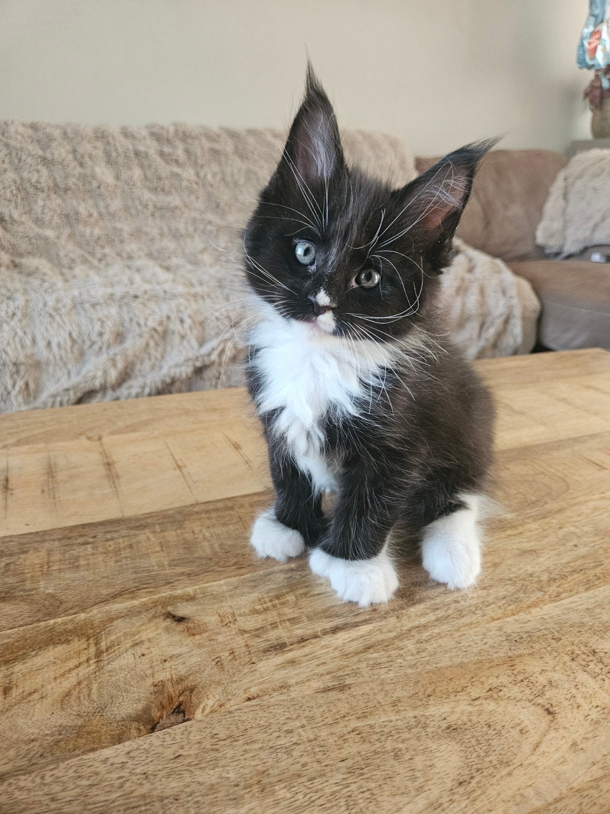 Maine coon kittens, Poes, Gechipt
