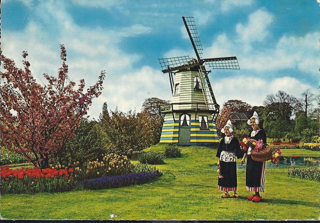 D105 Gelopen ansichtkaart holland bloemen en molenland, Verzamelen, Ophalen of Verzenden, 1980 tot heden, Gelopen, Noord-Holland