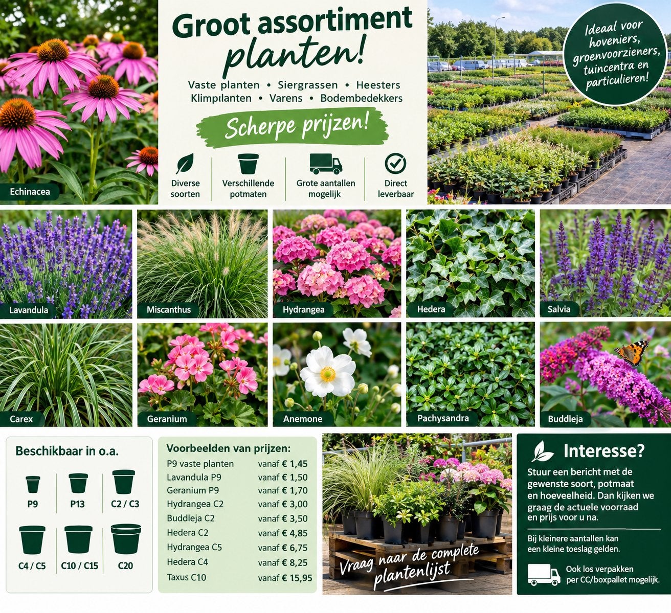 vaste planten, siergrassen & heesters – scherpe prijzen, Tuin en Terras, Ophalen, Gehele jaar, Halfschaduw