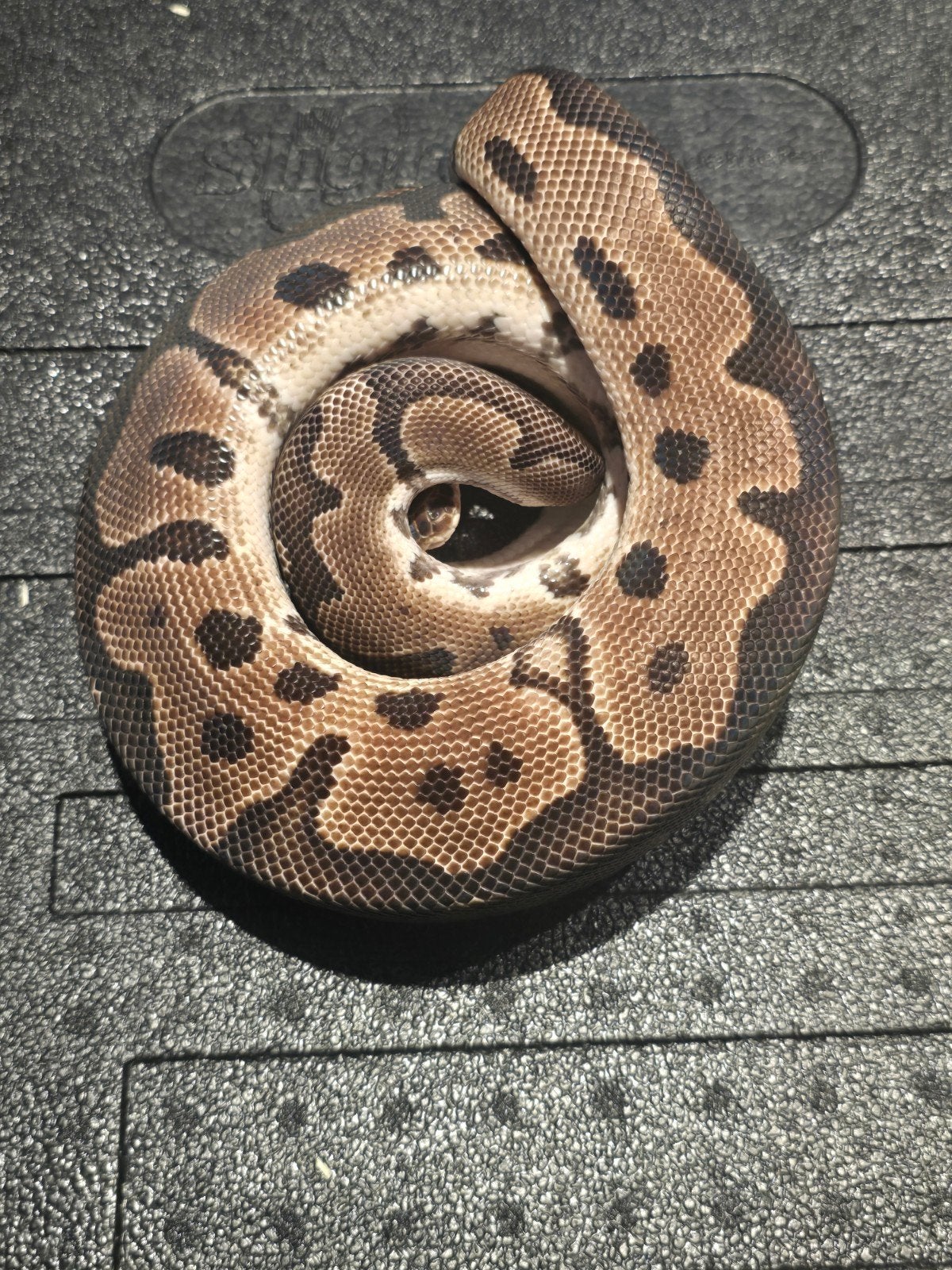 1.0 clown het ultramel Ball Python - male for sale from martijn