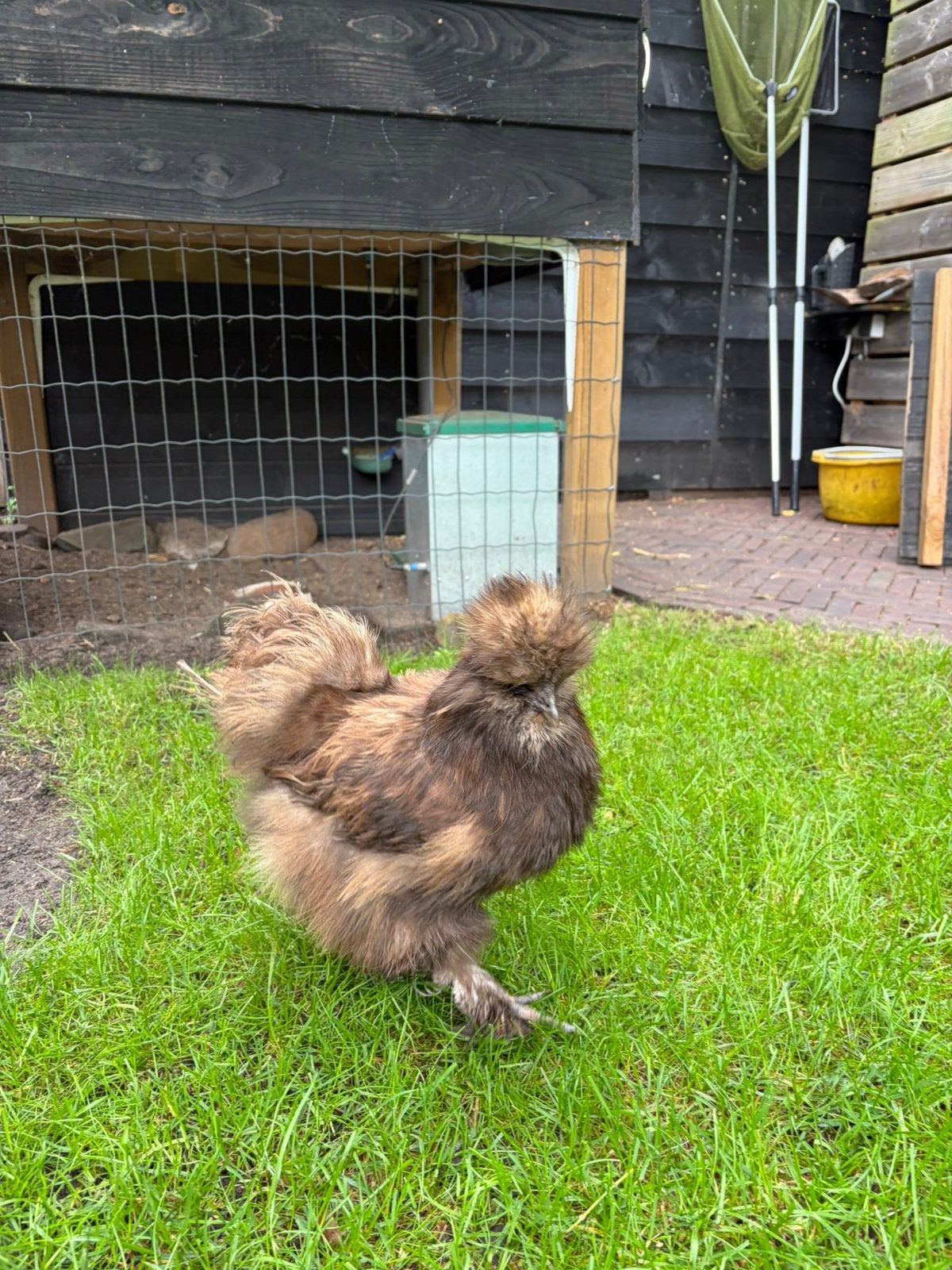 Zijdehoentje hen 1 jaar oud, Dieren en Toebehoren, Vrouwelijk, Kip