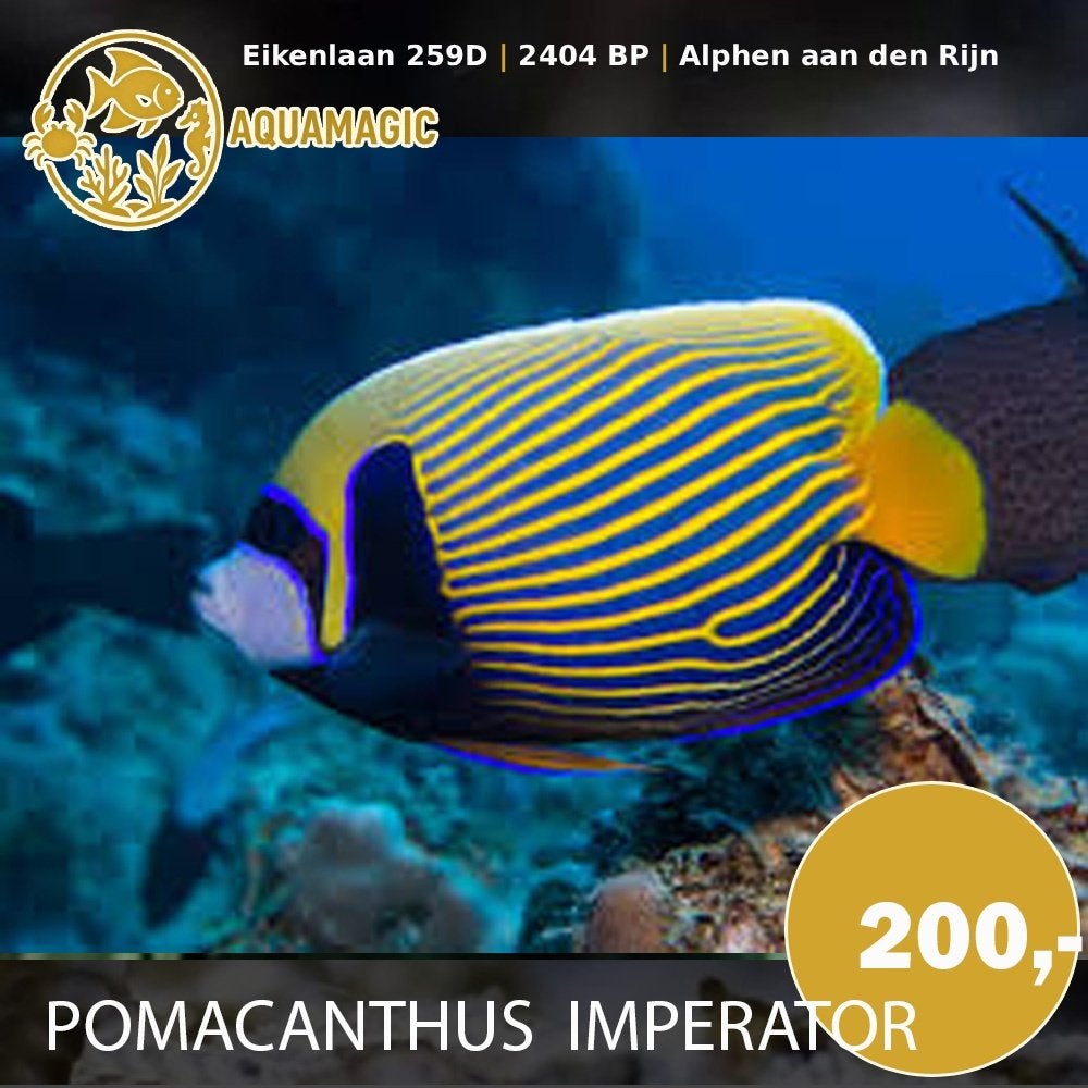 pomacanthus imperator, Vis, Zoutwatervis