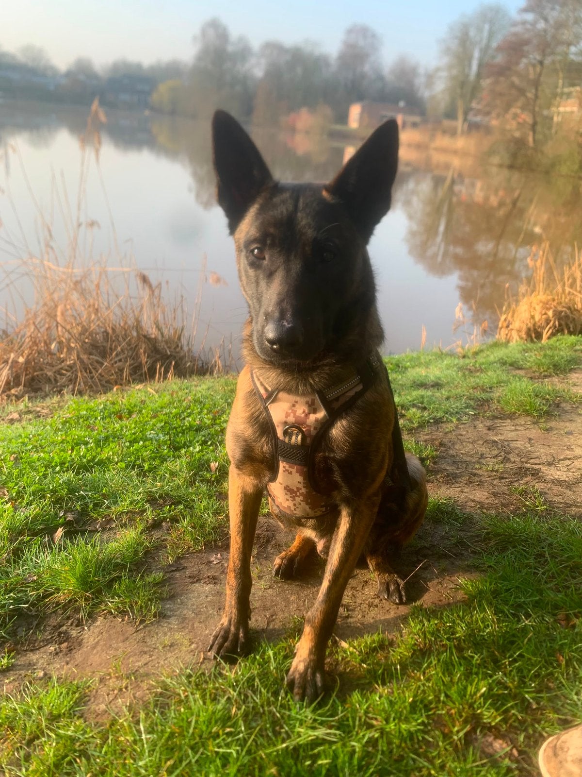Mechelse Herder X Hollandse Herder, Rabiës (hondsdolheid), Reu, 1 tot 2 jaar, Eén hond