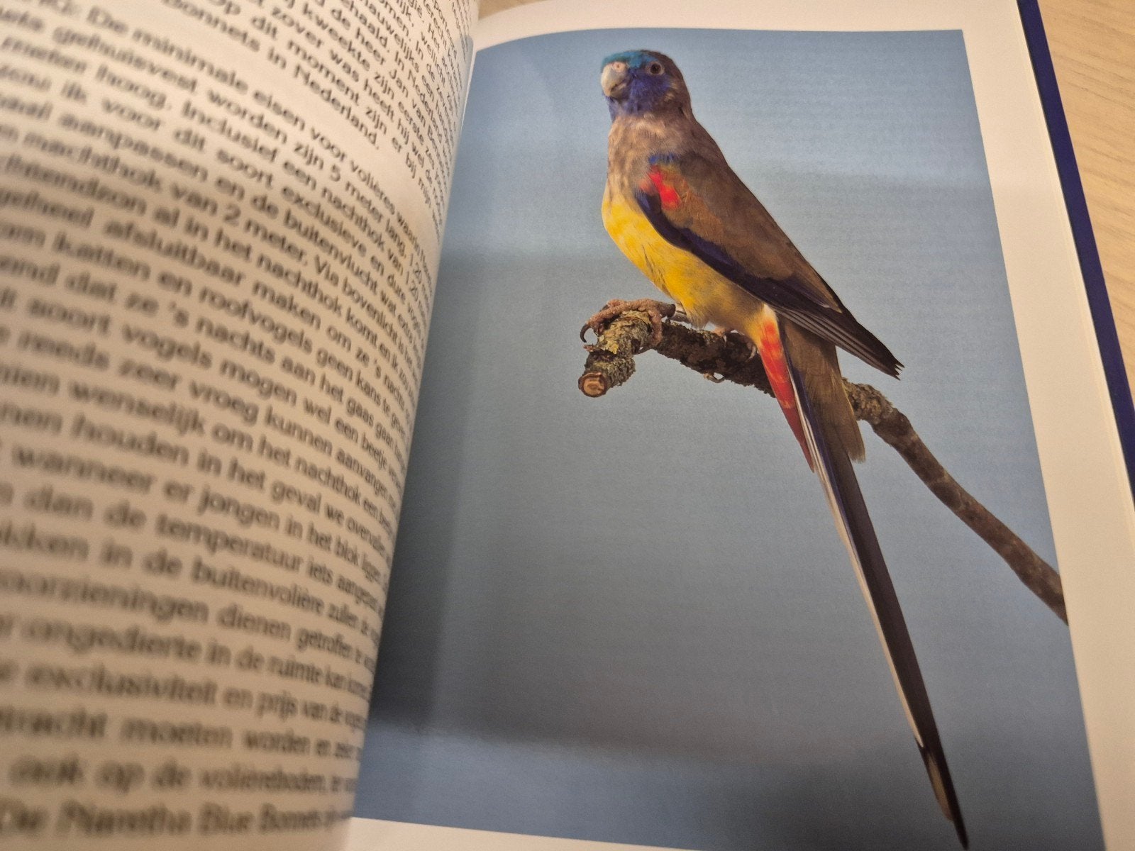 hardcover boek Australische parkieten vogels Hooded Roodrug, Ophalen of Verzenden, Nieuw, Vogels