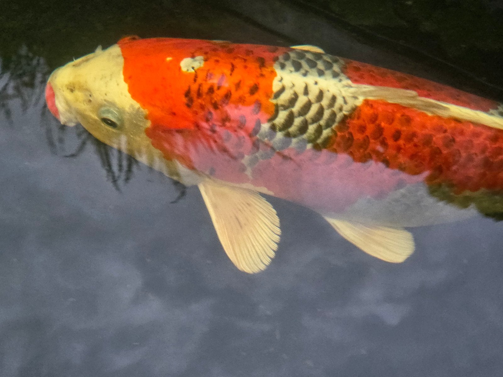 Koi, Karper of Koi