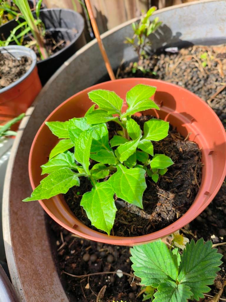 Yakon plantjes 3€ per pot, Ophalen, Eenjarig, Groenteplanten, Volle zon