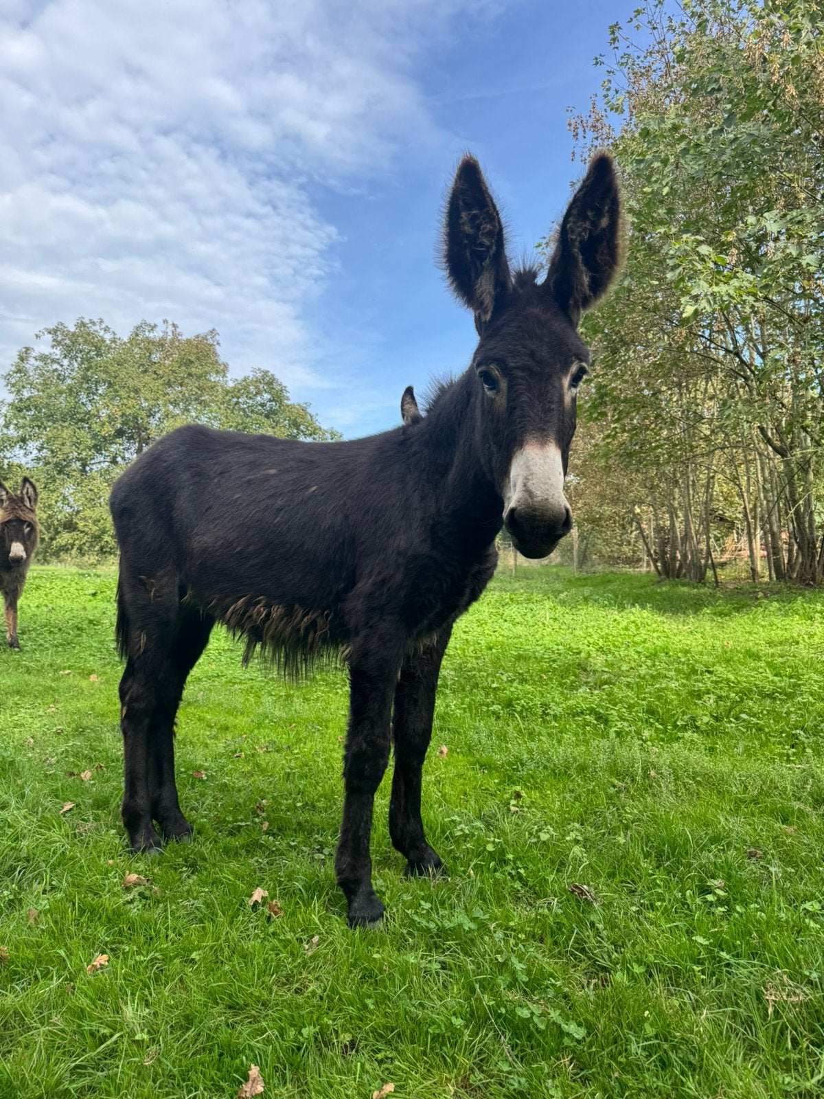lieve poitou kruising ezel hengst, Dieren en Toebehoren, Juli, Mannelijk