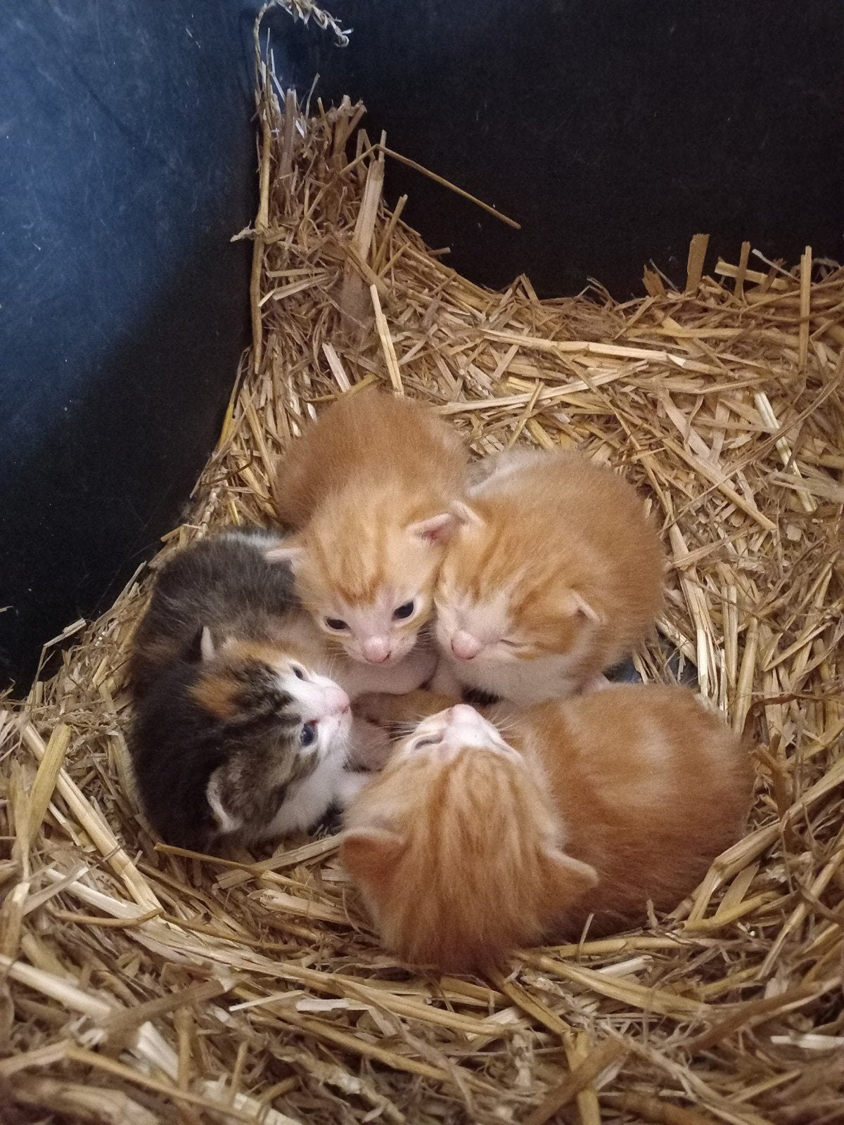Kittens te koop, Meerdere dieren