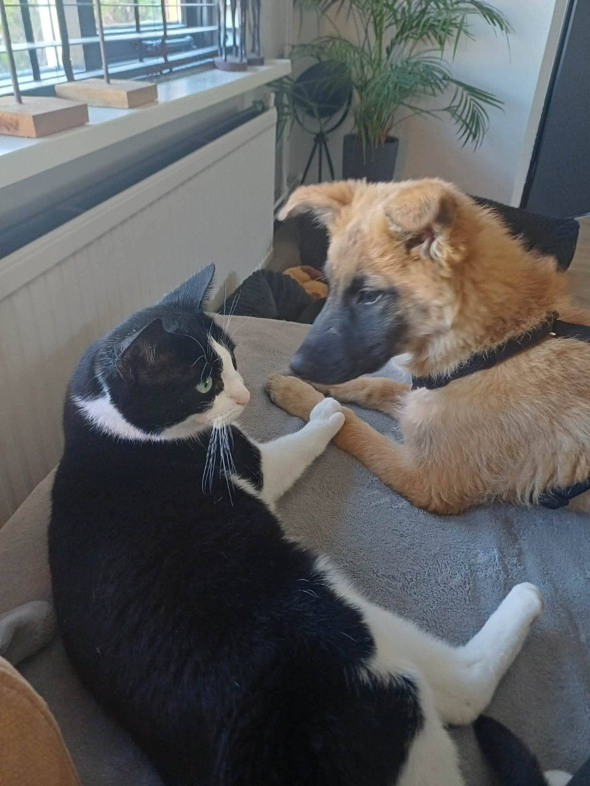 LIEVE CLEO ZOEKT HAAR EIGEN FOREVER HOME, Dieren en Toebehoren, Honden | Niet-rashonden, Particulier, 15 weken tot 1 jaar, Buitenland