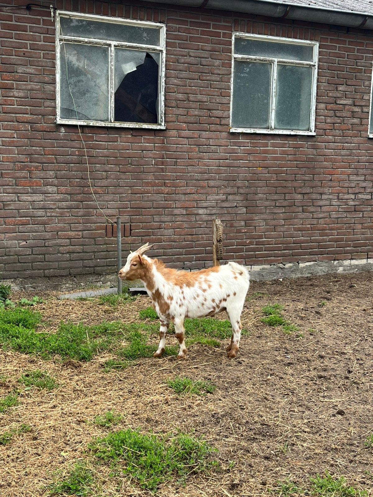 Prachtige dwerggeit dekbokken!, Mannelijk, Geit, 0 tot 2 jaar