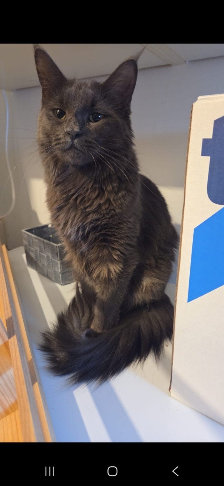 Raszuivere maine coon poes 2 jaar, Poes, Gechipt, 0 tot 2 jaar