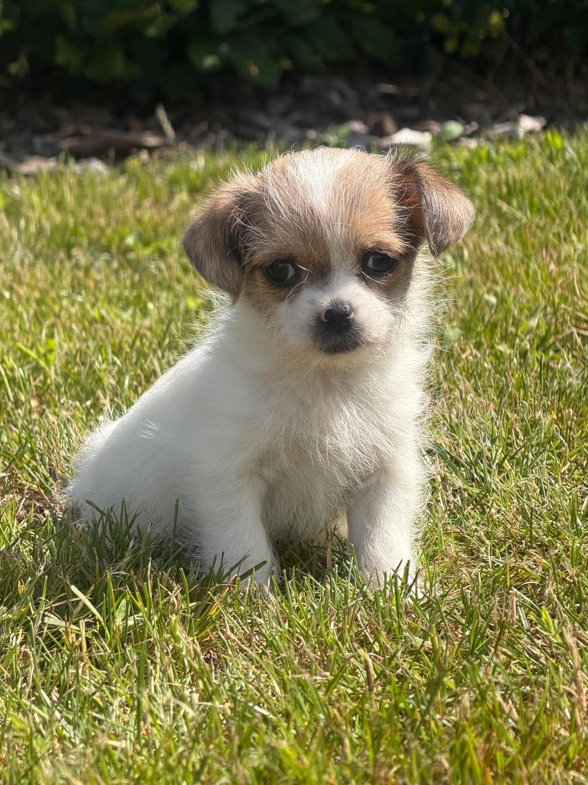 Boomer pups, Parvo, Nederland, Overige rassen, 8 tot 15 weken