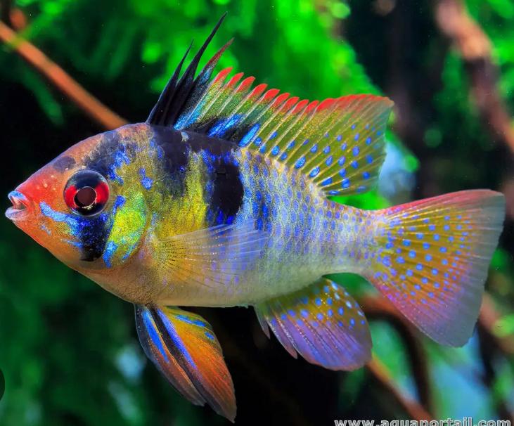 Actie! 20% extra korting op het gehele ass eigen nakweek, Dieren en Toebehoren, Vissen | Aquariumvissen, Vis