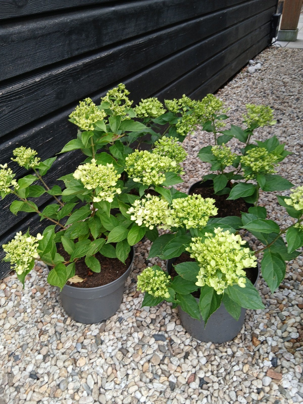 Hortensia, Ophalen, Zomer, Overige soorten, Halfschaduw