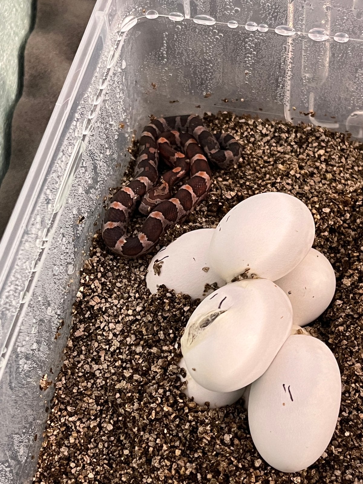 Pasgeboren Rode Rattenslangen Rat Snake - unknown for sale from Adventa