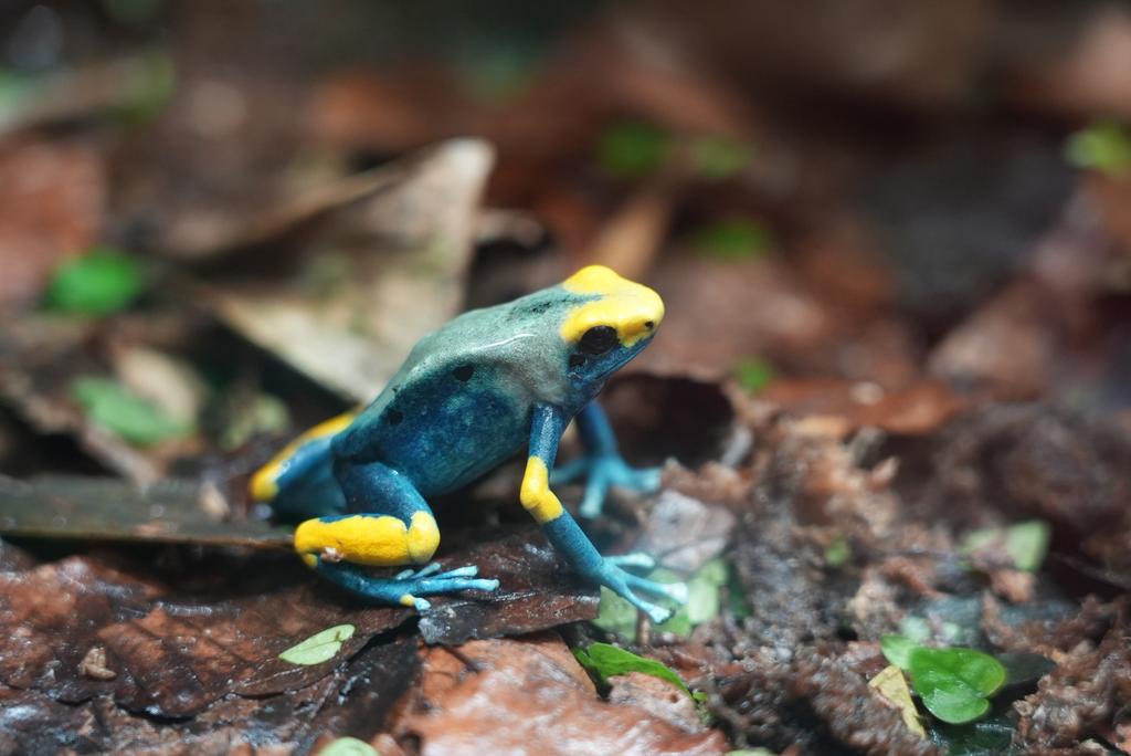 Te koop: Dendrobates tinctorius ‘Tumucumaque’ man, Dieren en Toebehoren, Amfibie, 3 tot 6 jaar