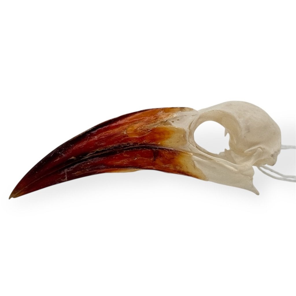 Roodsnaveltok schedel, Ophalen of Verzenden, Nieuw, Vogel, Schedel