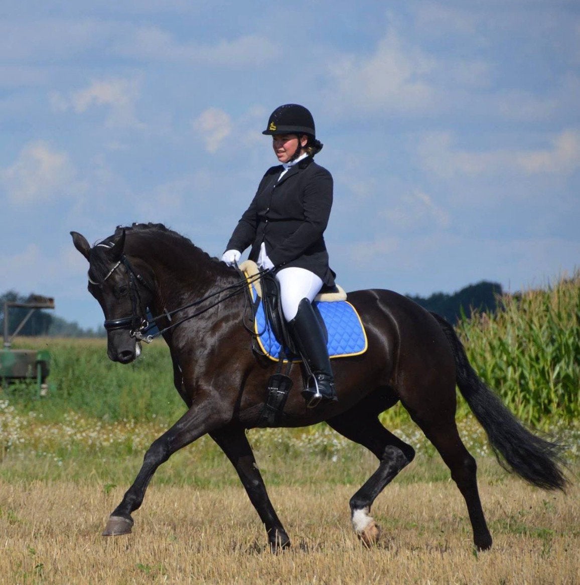 Chique fokmerrie te koop, Merrie, Z, Dressuurpaard, 11 jaar of ouder