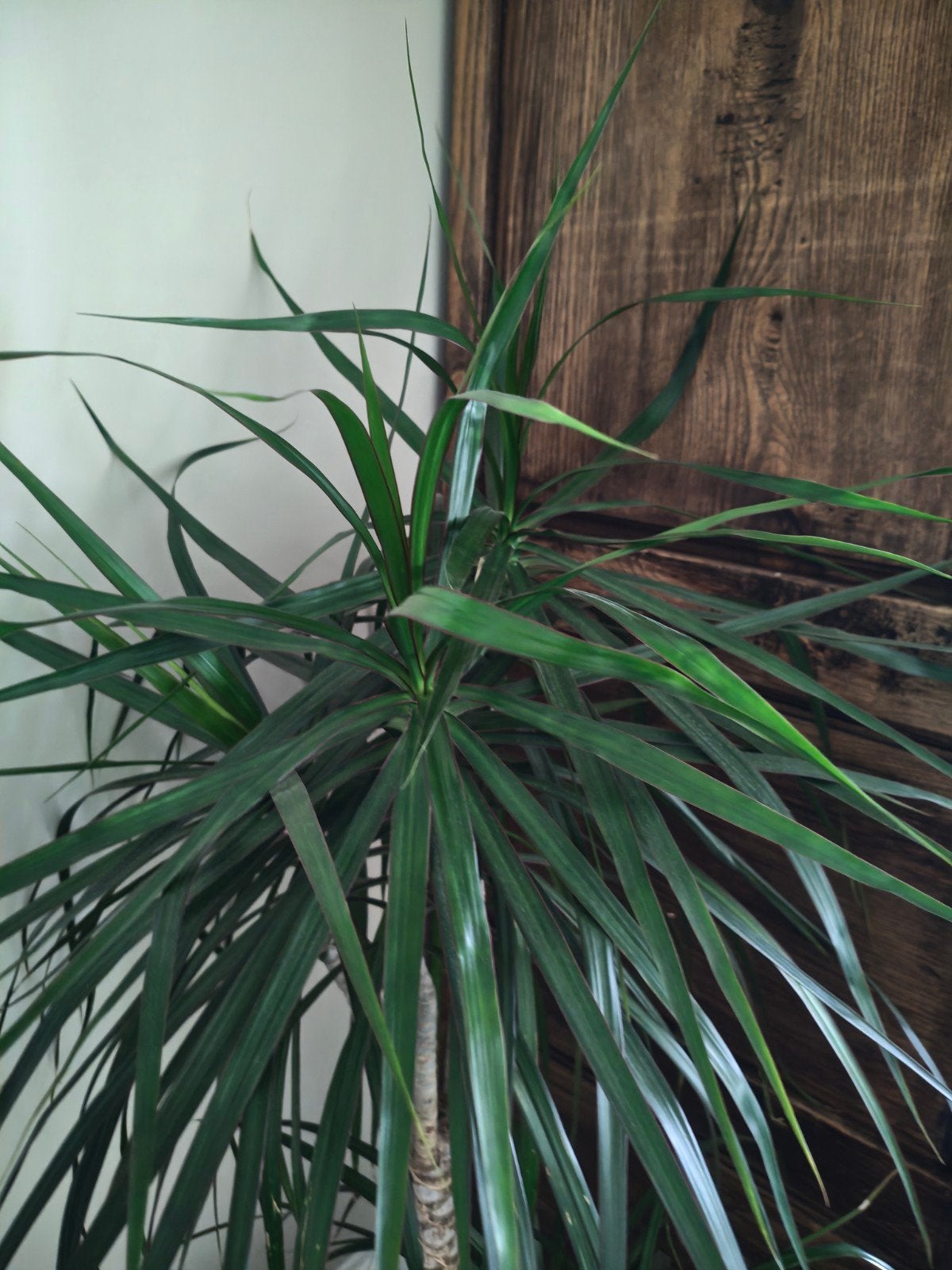 Prachtige Dracena Marginata kamerplant, Ophalen, 100 tot 150 cm, Overige soorten, Halfschaduw