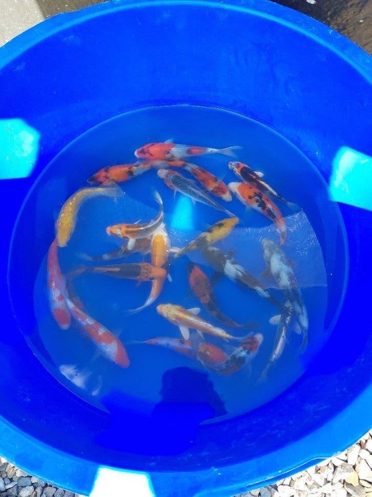 Koi, Dieren en Toebehoren, Vissen | Vijvervissen, Karper of Koi