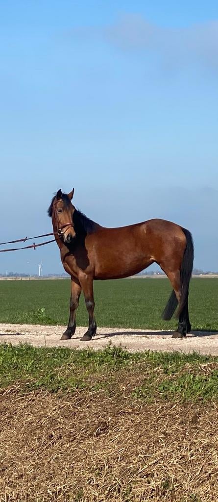 Super lieve pony, Dieren en Toebehoren, Pony's, Merrie, 3 tot 6 jaar