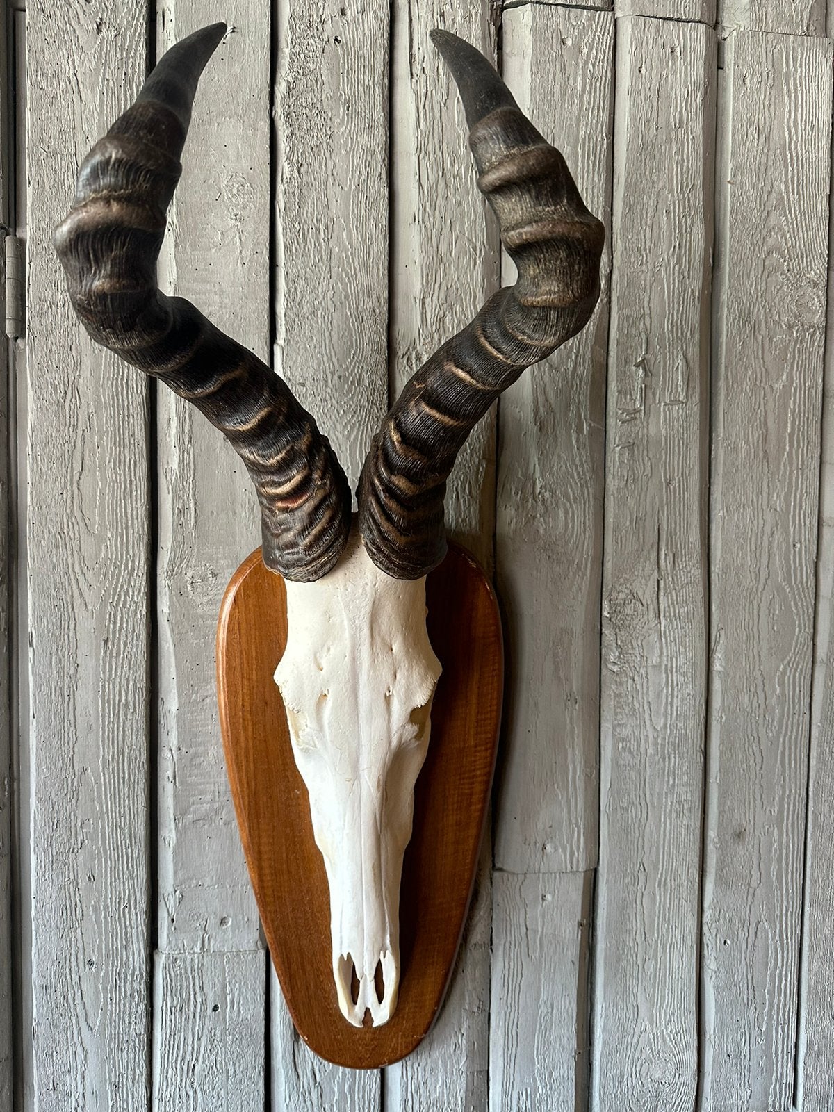 "HENDRICKX " Afrikaanse Hartebeest Antilope., Ophalen, Zo goed als nieuw, Wild dier, Schedel