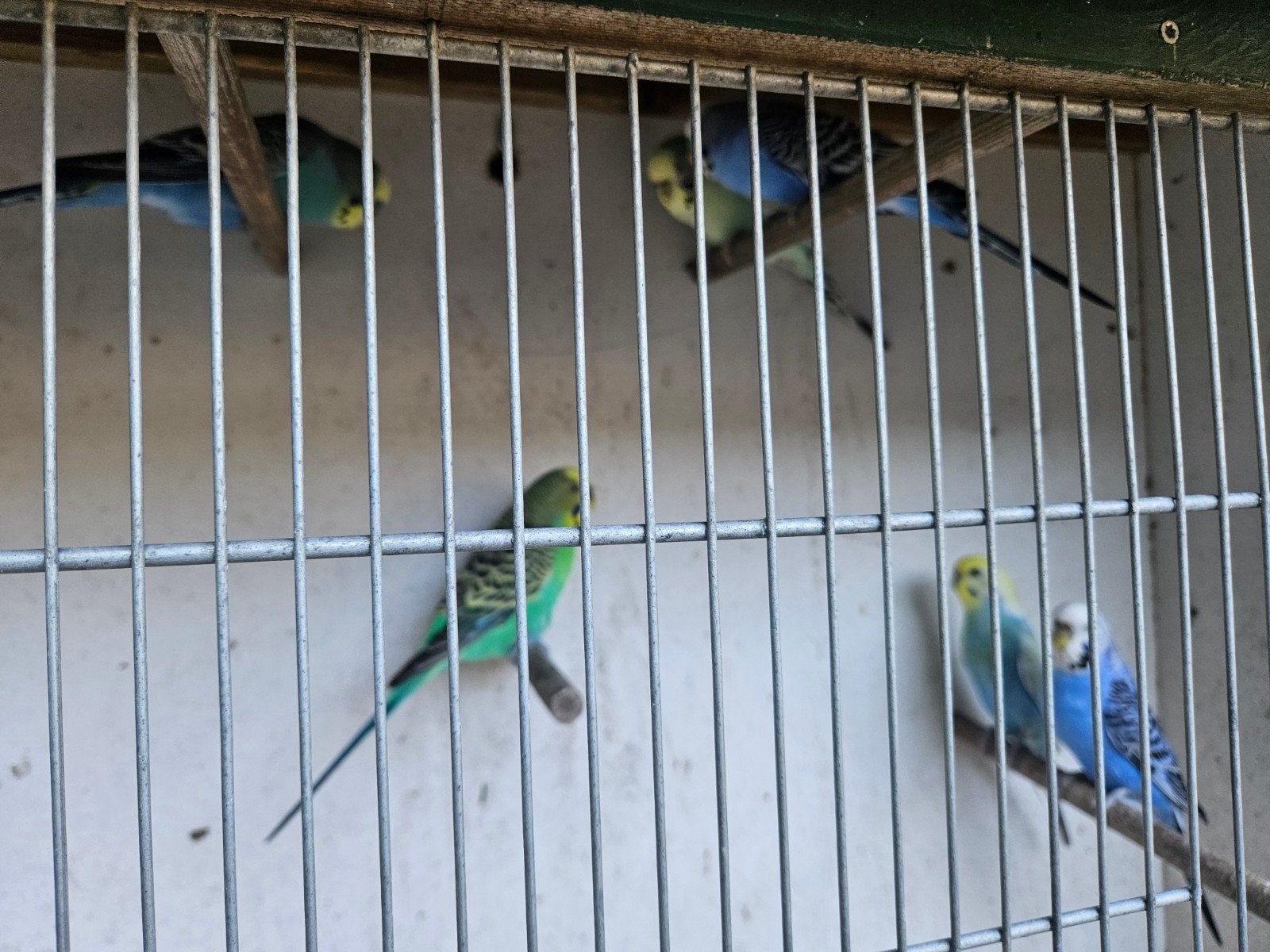 hele mooie parkietje 6 stk, Dieren en Toebehoren, Vogels | Parkieten en Papegaaien, Meerdere dieren, Parkiet, Tam