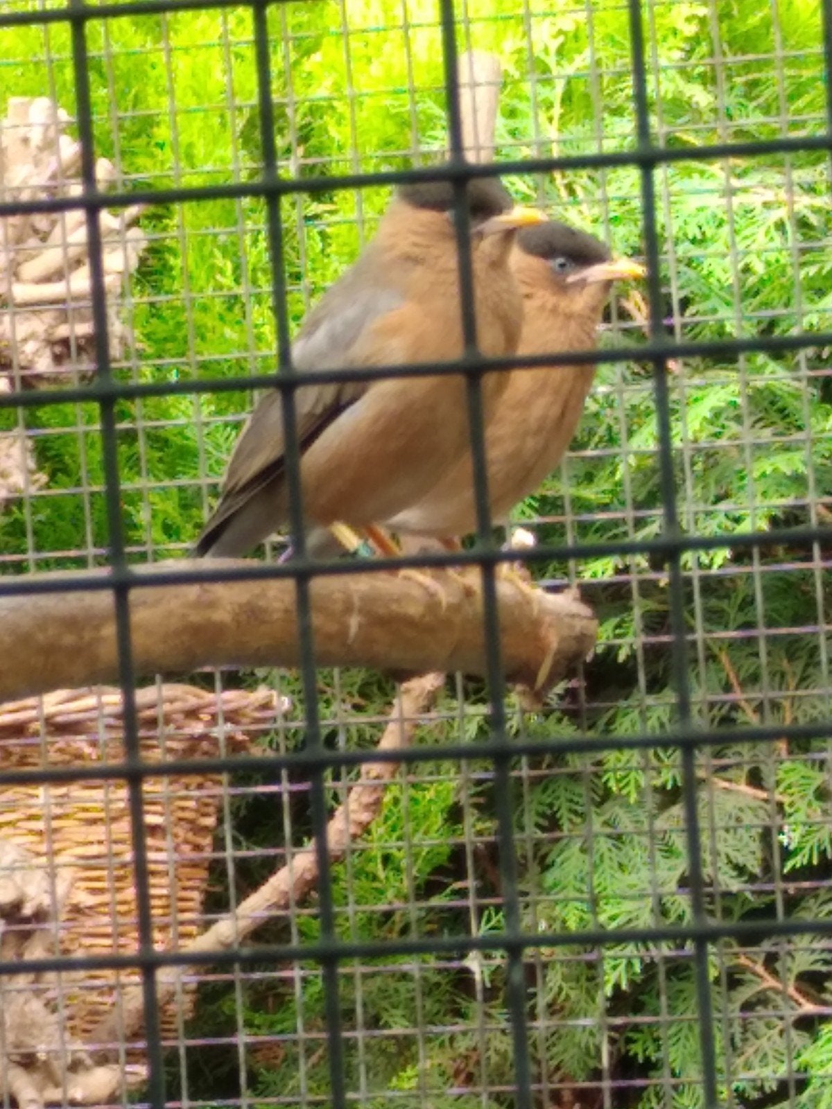 0-1 pagode spreeuw 2026, Dieren en Toebehoren, Vogels | Overige Vogels, Vrouwelijk, Geringd
