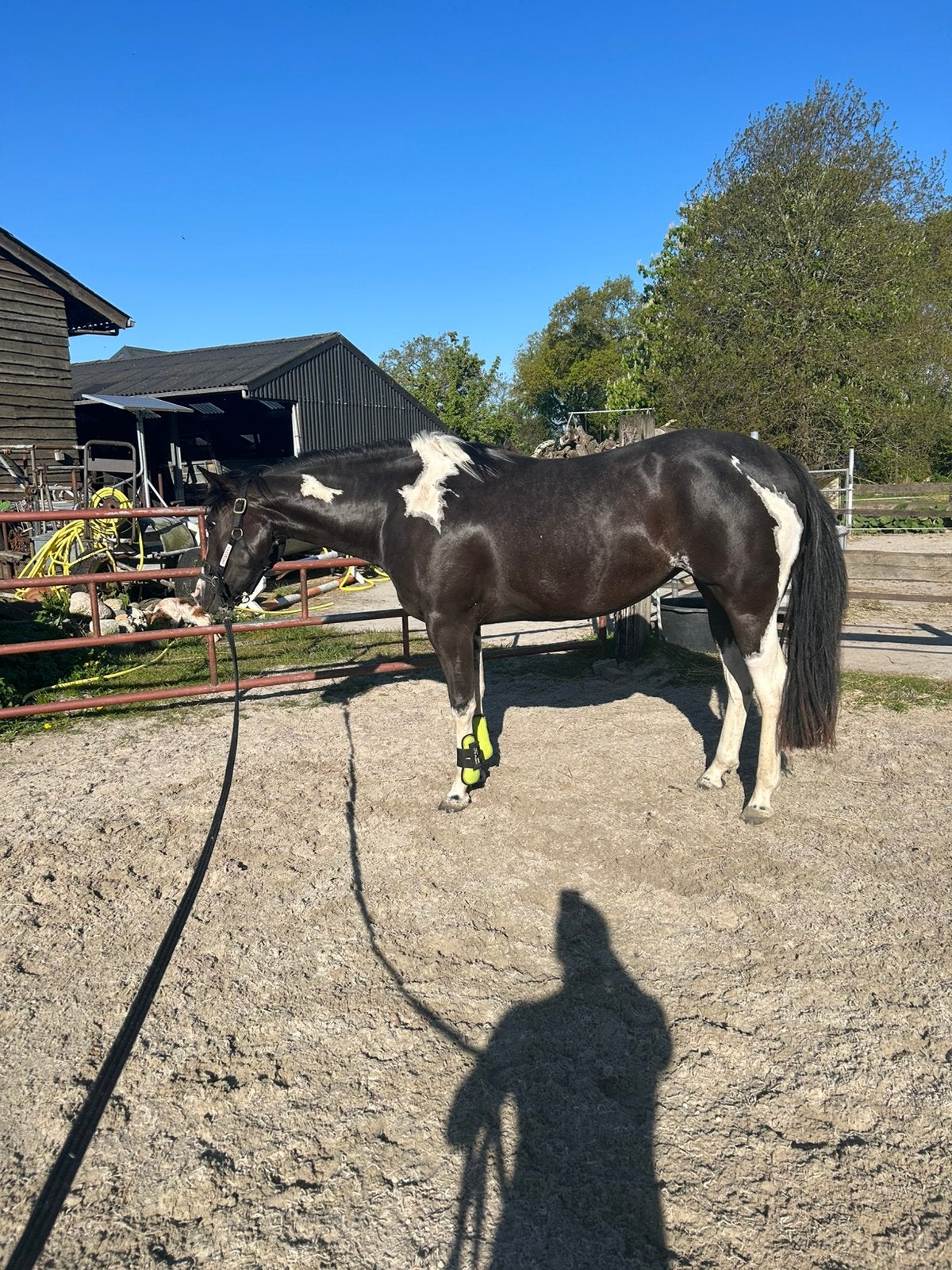 Prachtige painthorse merrie alleen voor de fok, Dieren en Toebehoren, Paarden, Merrie, Met stamboom, 3 tot 6 jaar, Westernpaard