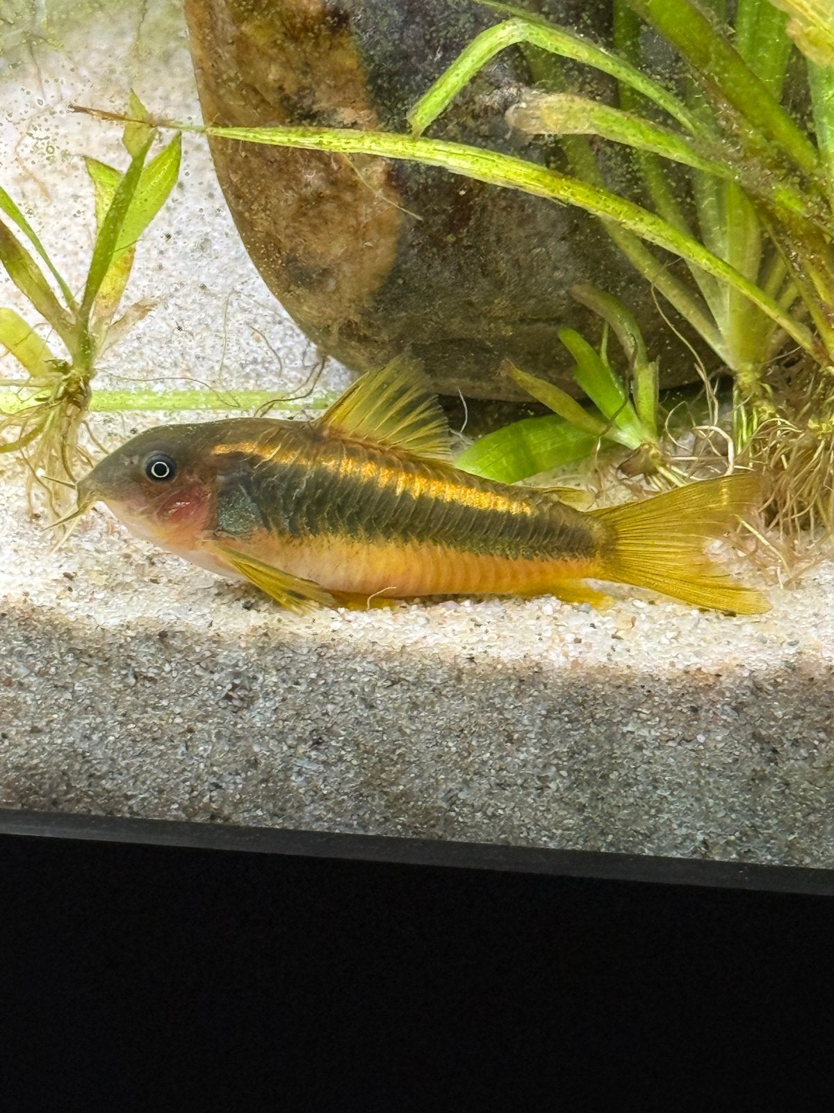 Corydoras Gold Stripe (Gold Laser / CW010), Dieren en Toebehoren, Vis, Zoetwatervis, Schoolvis