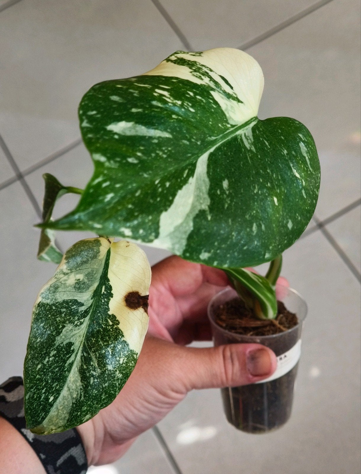 Monstera Thai Constellation 3, Huis en Inrichting, Kamerplanten, Verzenden, Halfschaduw, Minder dan 100 cm