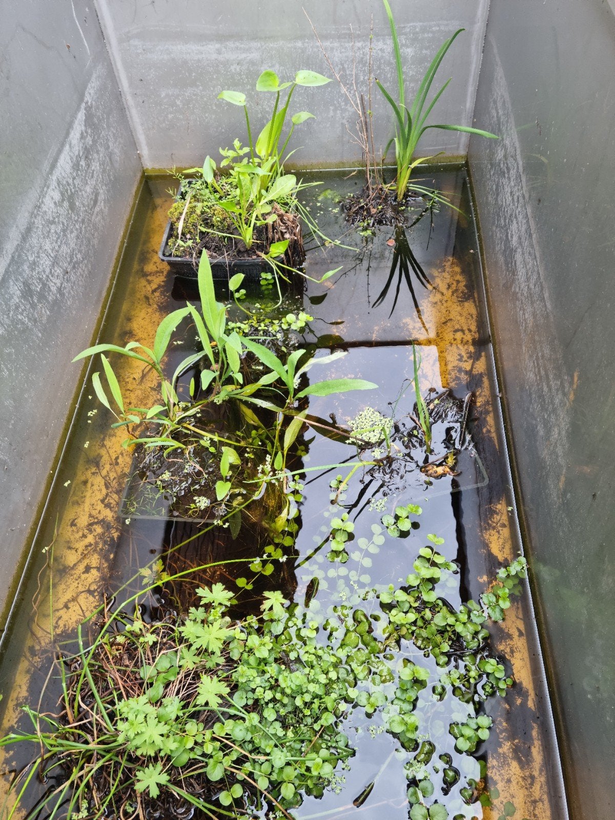 Heel veel vijverplanten moerasplanten plant planten vijver, Ophalen, Nieuw, Overige typen