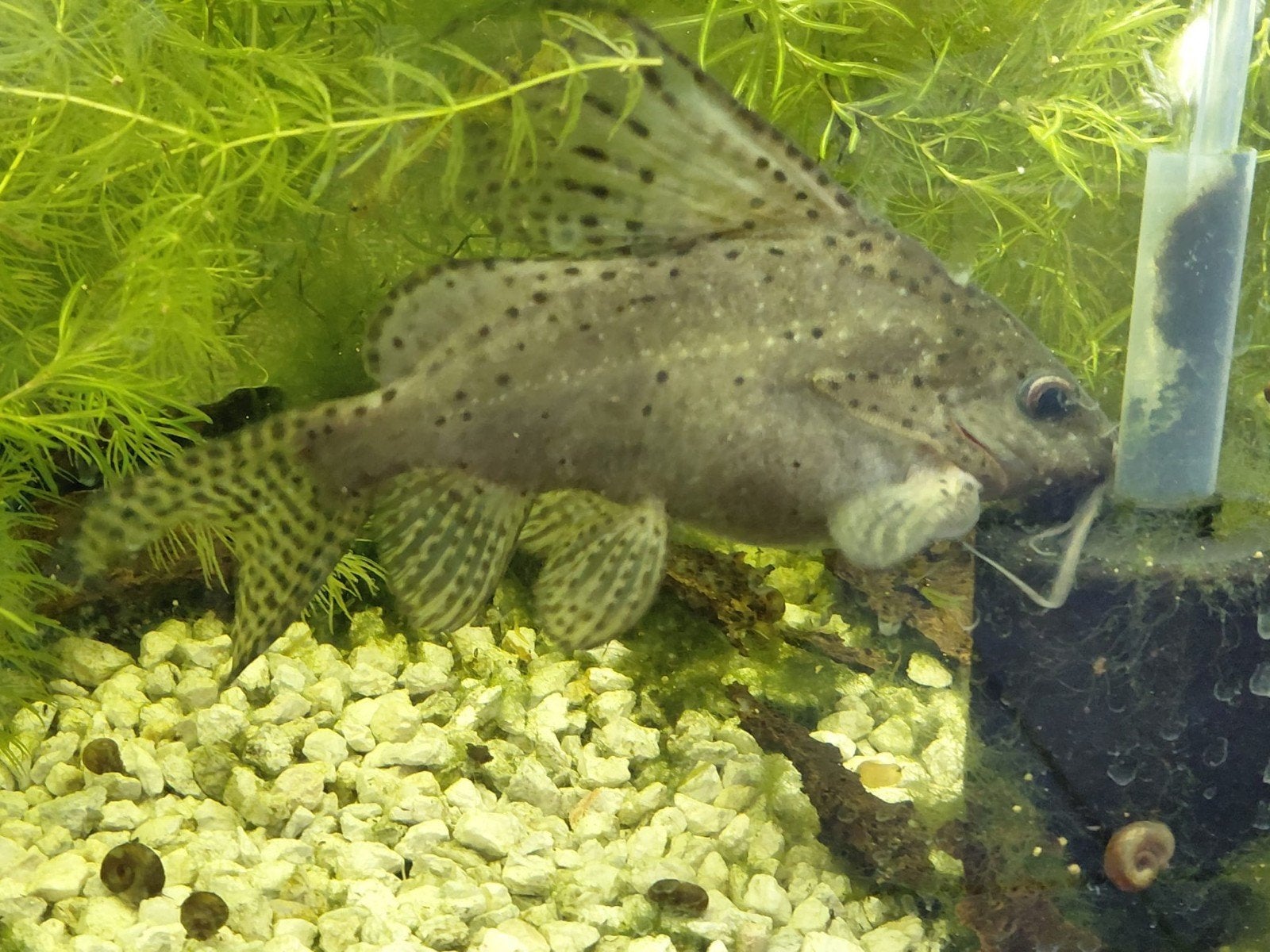 Grote meerval aquarium, Vis