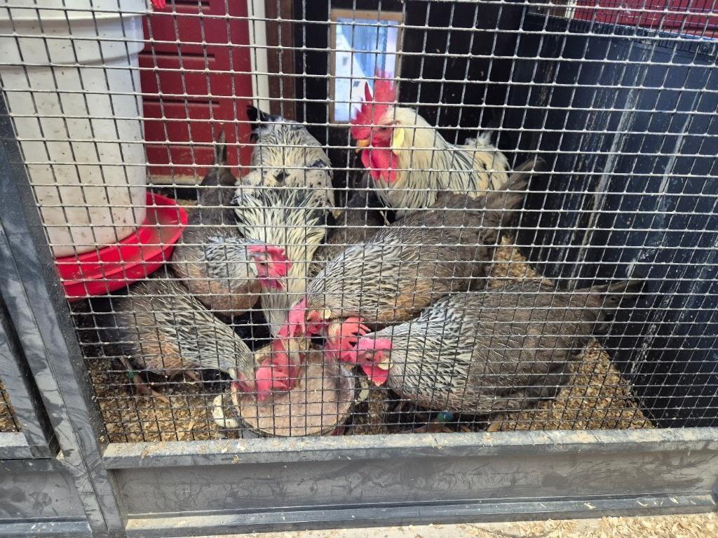 Broedeieren Ned Leghorn Zilverpatrijs en Patrijs, Dieren en Toebehoren, Pluimvee, Geslacht onbekend, Kip