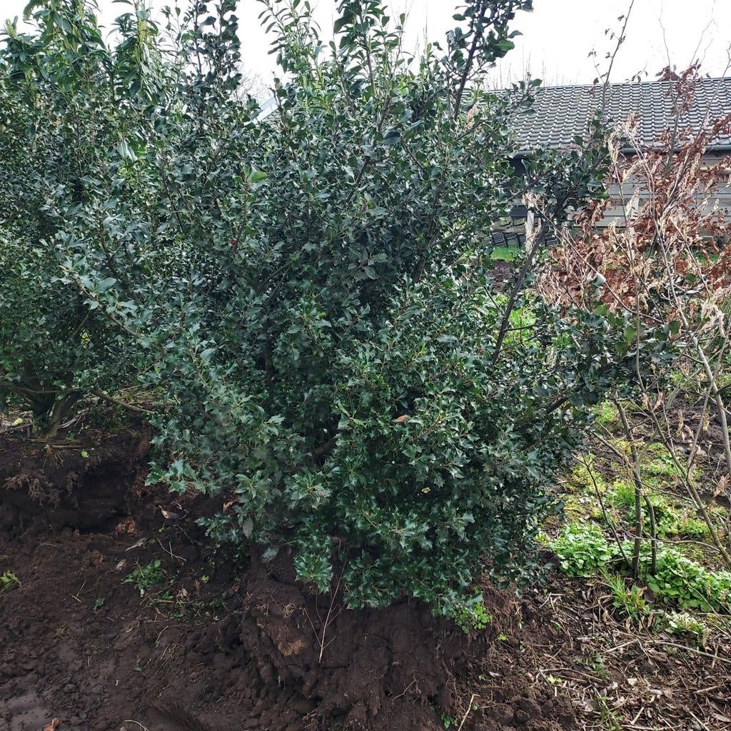 Grote bossige hulst, Ophalen of Verzenden, Minder dan 100 cm