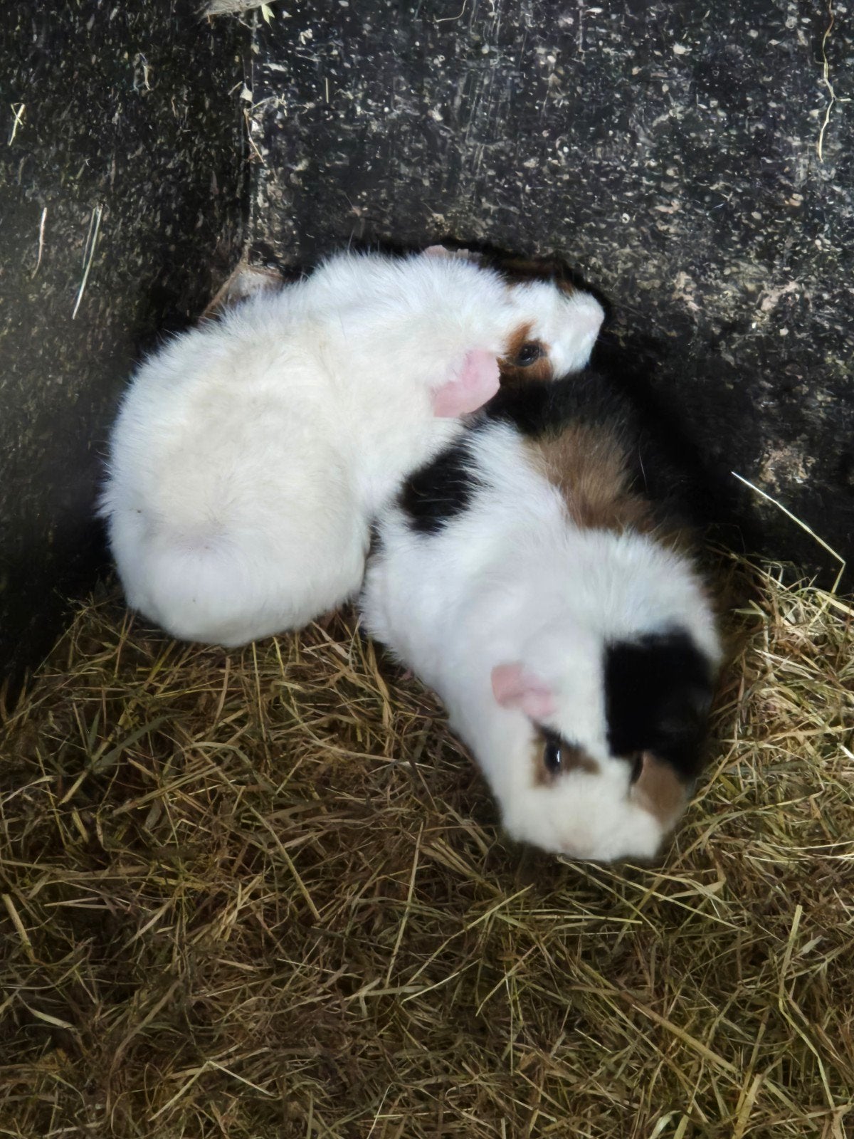 Twee mooie Teddy borstel cavia zeugjes, Dieren en Toebehoren, Februari, Vrouwelijk, Cavia