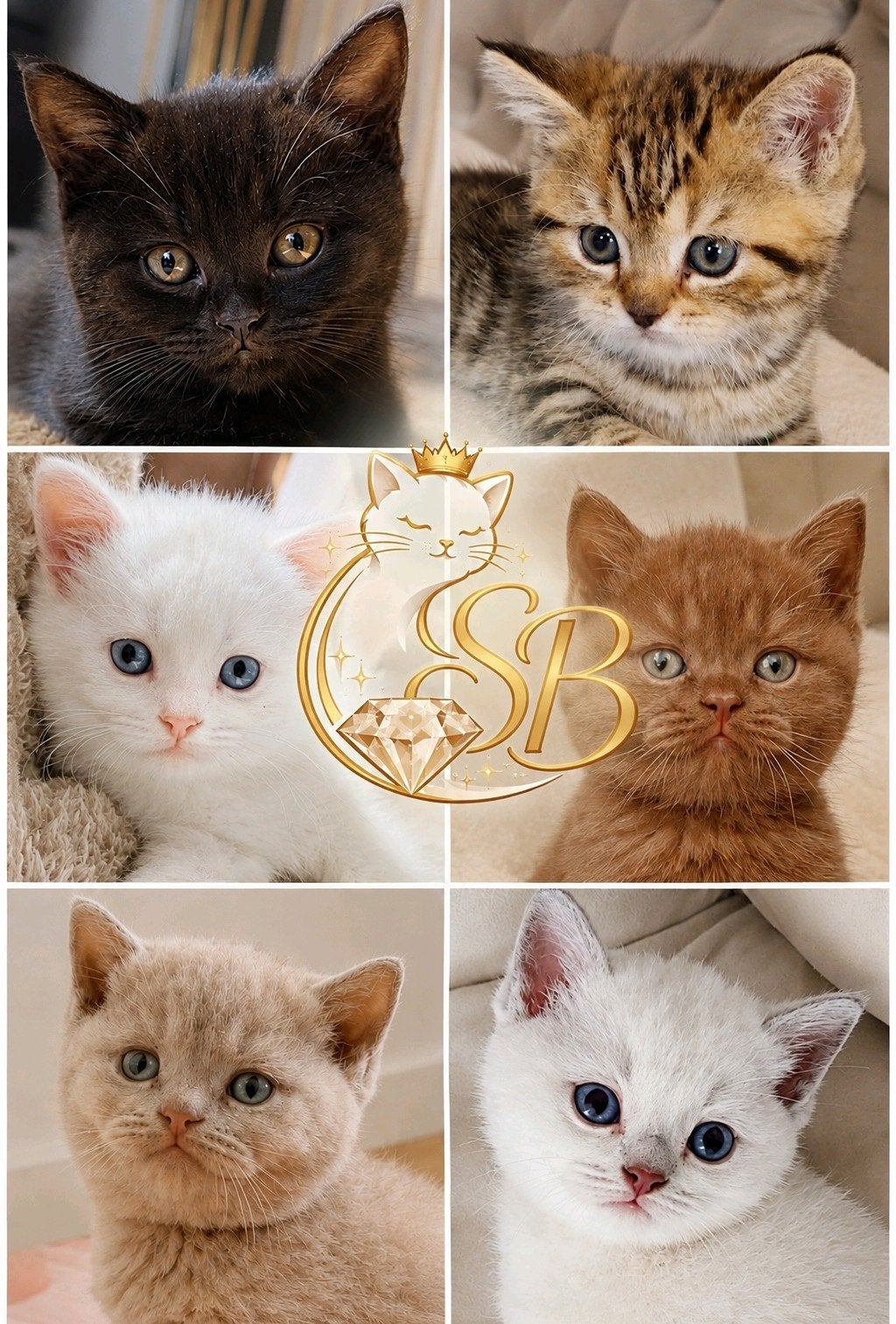 **Nu beschikbaar** SB Kittens.💎, Meerdere dieren, Ingeënt