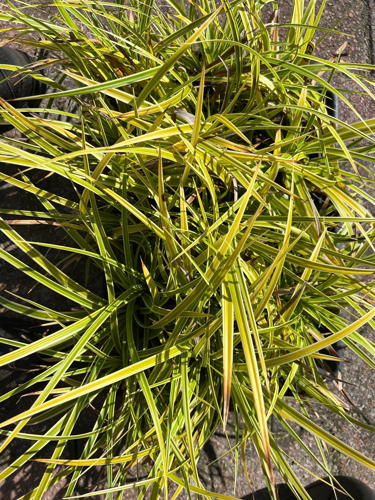 Winterhard Zegge Siergras per pot, Vaste plant, Siergrassen, Ophalen of Verzenden, Bloeit niet
