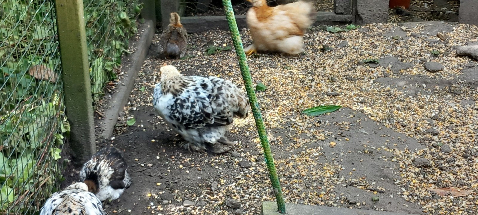 Cochin kriel, Dieren en Toebehoren, Pluimvee, Mannelijk, Kip