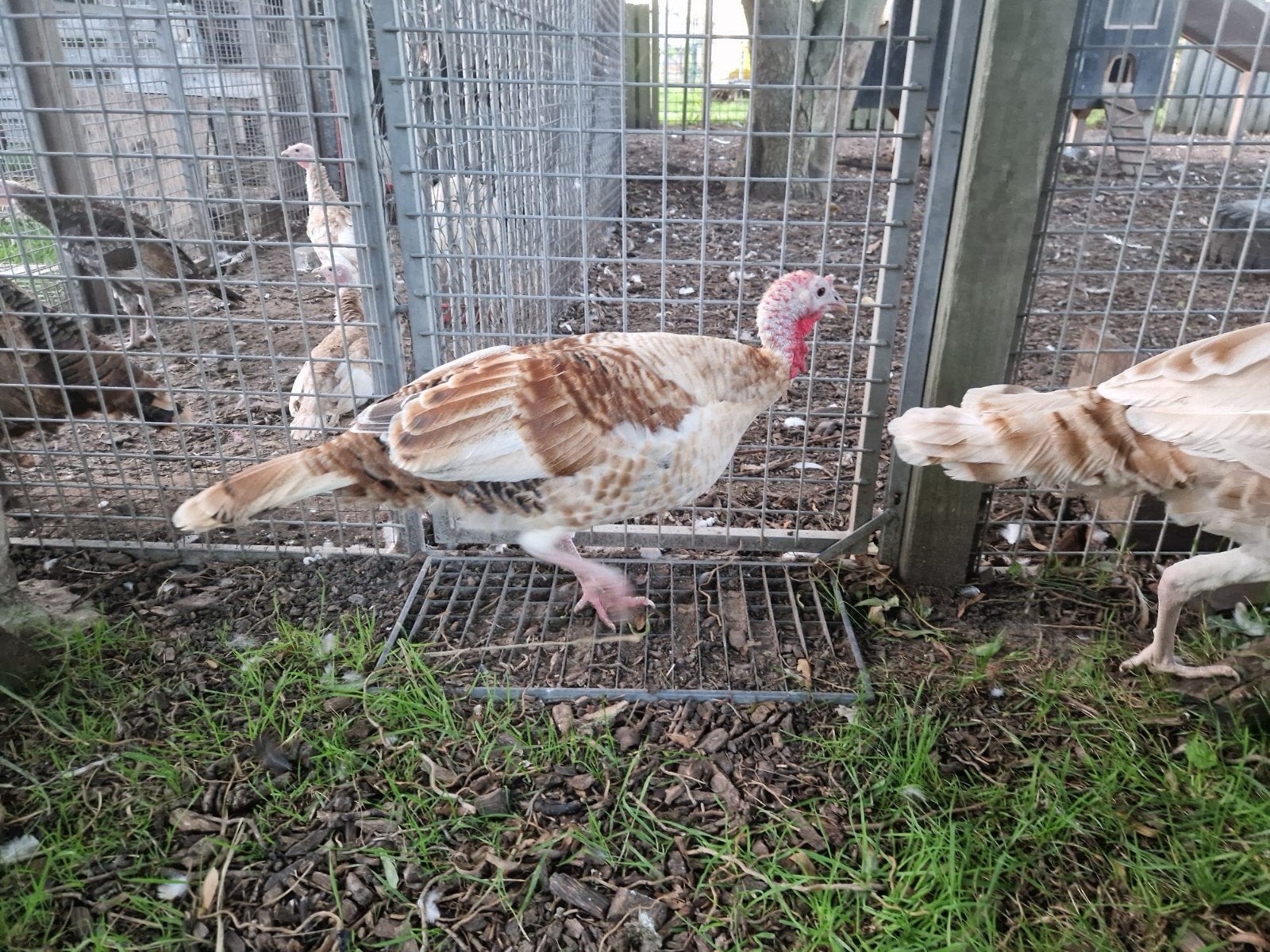 jonge kalkoenen van dit jaar, Dieren en Toebehoren, Meerdere dieren, Kalkoen