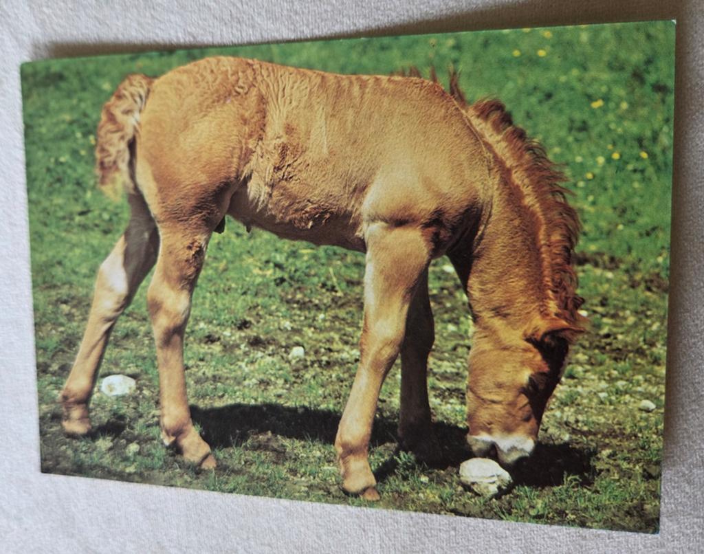 Lichtbruin paard eet in de wei, Verzenden, Ongelopen, Paard