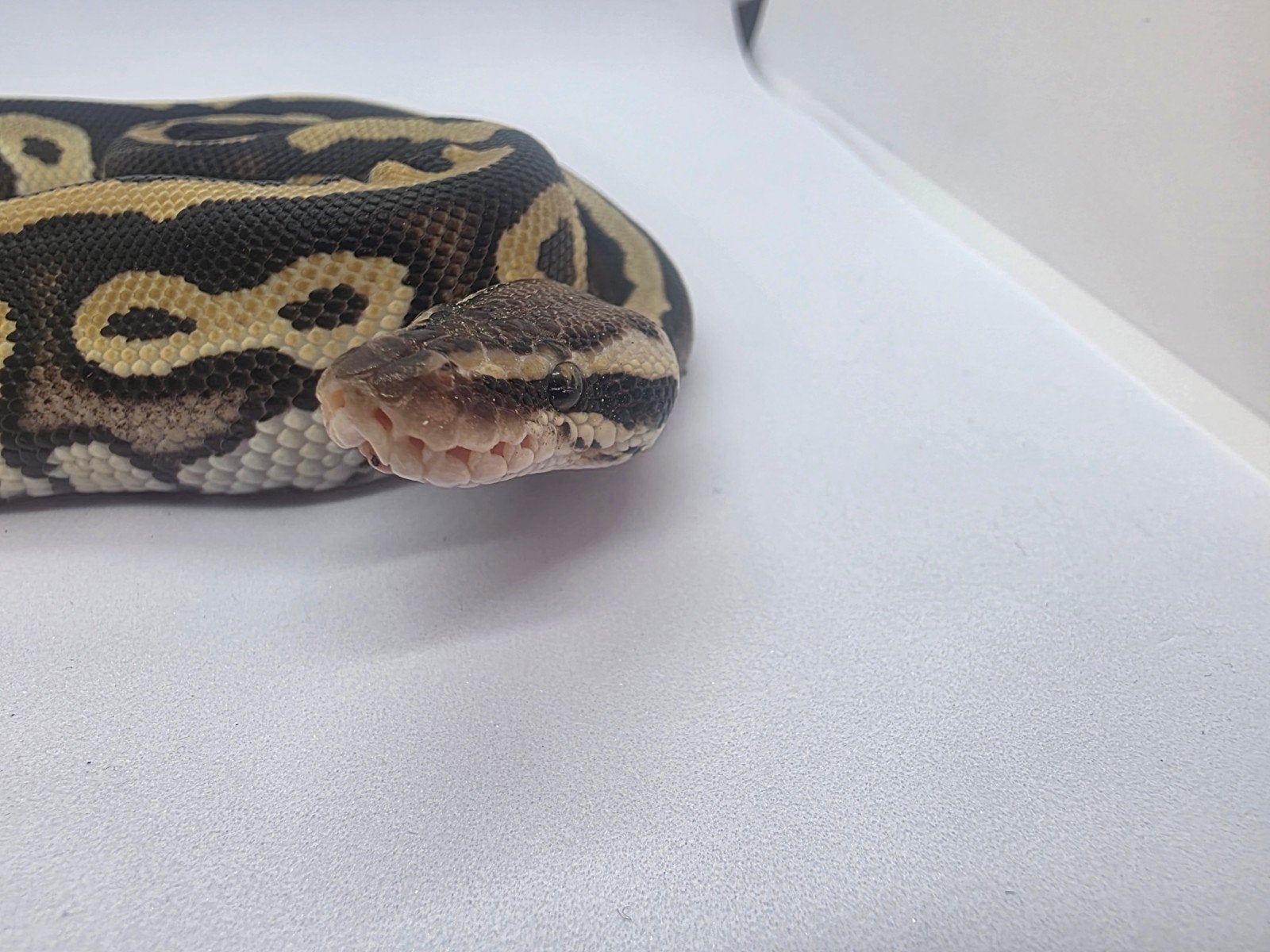Ball Python Pastave, Dieren en Toebehoren, Reptielen en Amfibieën, Slang, 0 tot 2 jaar