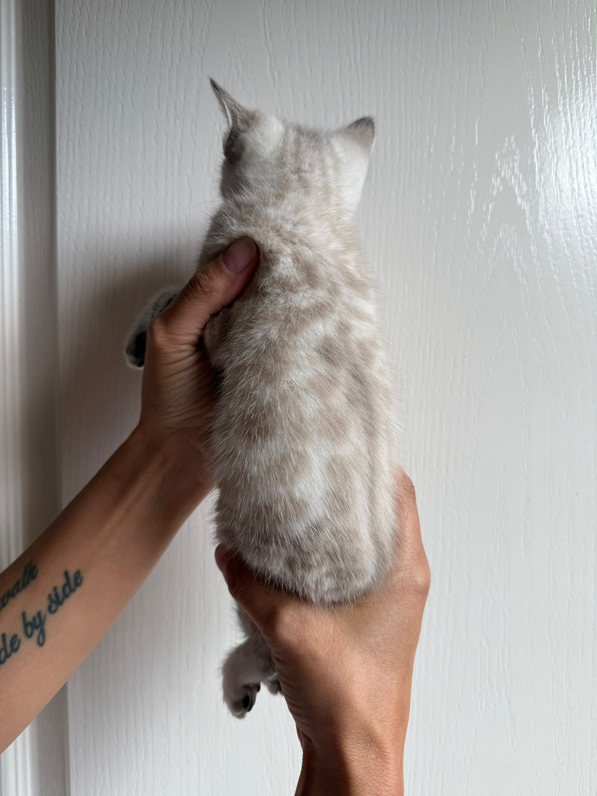 Bengaalse kittens, Meerdere dieren, Ontwormd