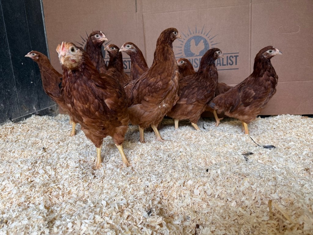 Jonge tamme Rhode Island Red kippen gesekst & ingeënt
