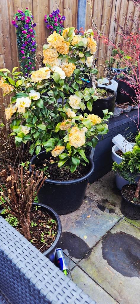 camelia struik met mooie bloei wit, Ophalen of Verzenden, Overige soorten, Volle zon