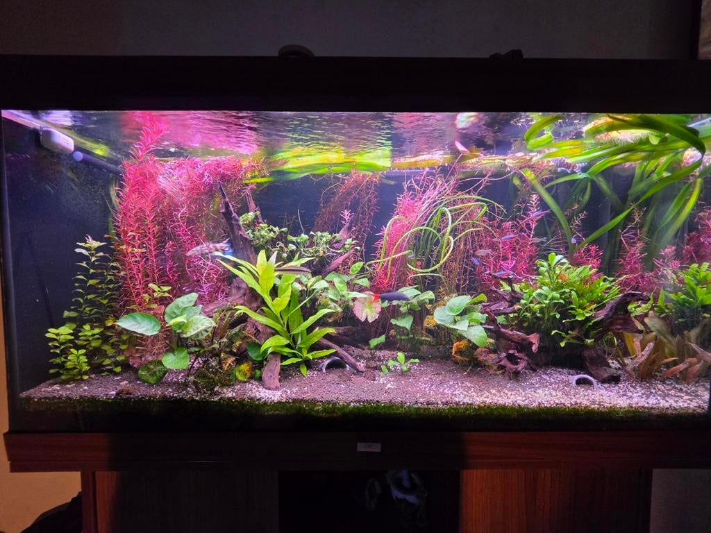 Juwel rio 350, Dieren en Toebehoren, Ophalen of Verzenden, Zo goed als nieuw, Gevuld zoetwateraquarium