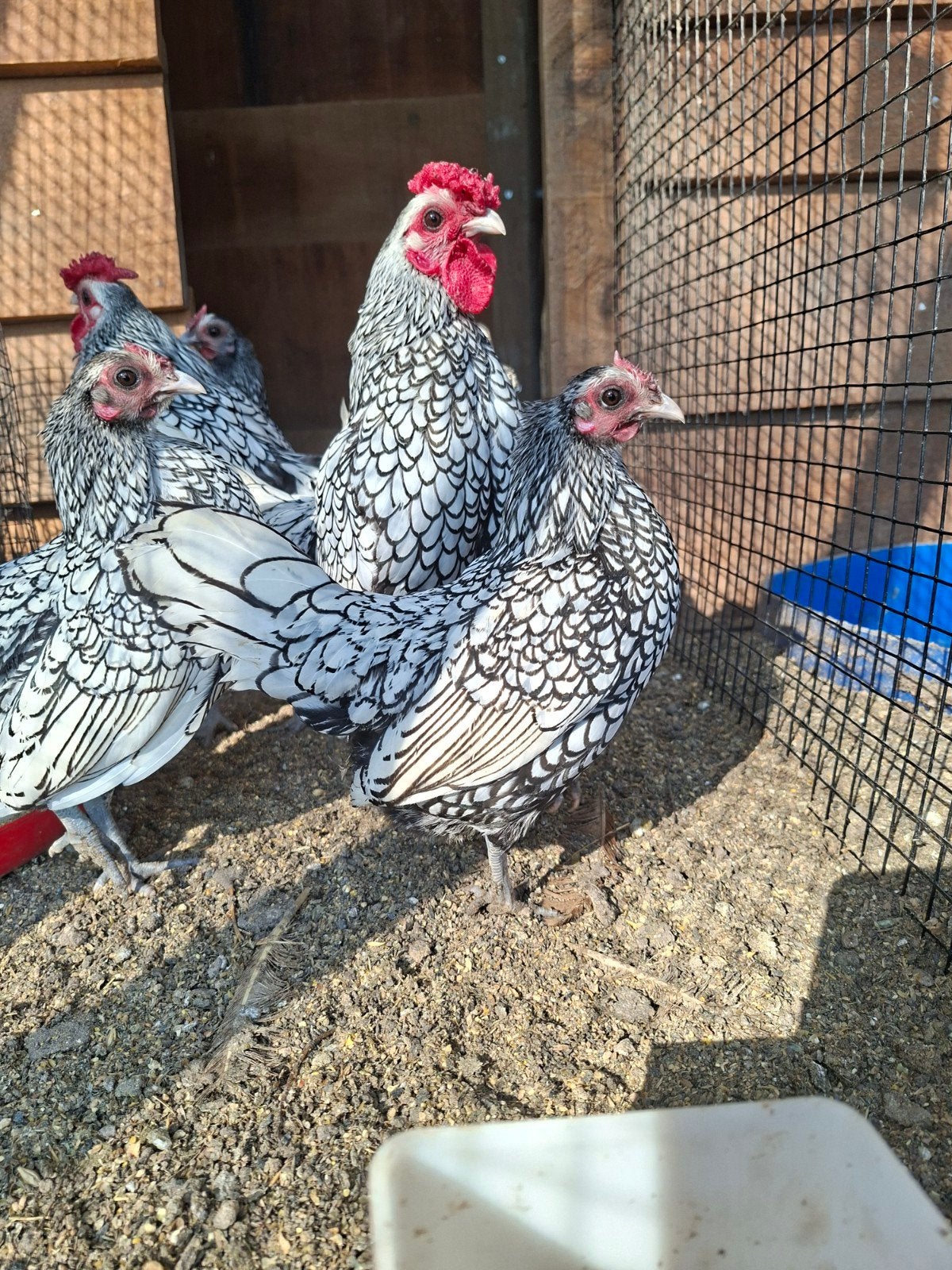 Sebright broedeieren zilverzwartgezoomd, Dieren en Toebehoren, Pluimvee, Geslacht onbekend, Kip