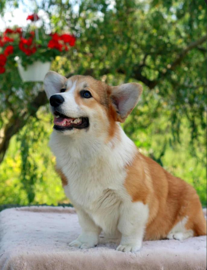 Prachtige Welsh Corgi Pembroke teef, 1 jr, uitstekende stb!, Particulier, Overige rassen, 1 tot 2 jaar, Buitenland